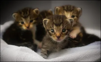 À quel âge les chatons ouvrent-ils leurs yeux ?