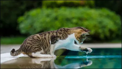Tous les chats ont peur de l'eau. Vrai ou faux ?