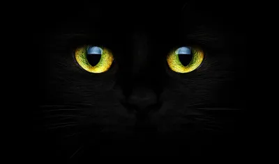 Les chats peuvent voir dans le noir complet. Vrai ou faux ?