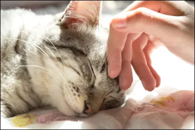 Pourquoi le chat ronronne-t-il ?