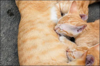 Combien de petits une chatte a-t-elle, en moyenne, à chaque portée ?