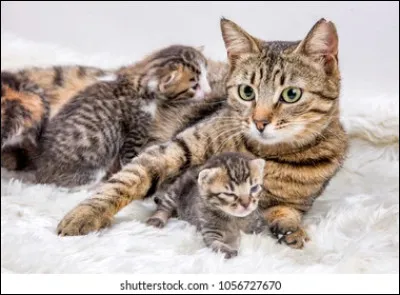 Combien de temps dure la gestation chez une chatte ?