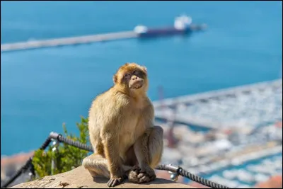 Dans quel territoire britannique d'outre-mer peut-on rencontrer des singes en liberté ?