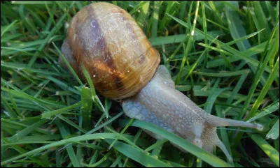 Vrai ou faux : les escargots peuvent dormir jusqu'à trois ans sans bouger.
