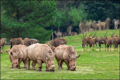 Quel animal peut survivre sans oxygène pendant plusieurs heures ?