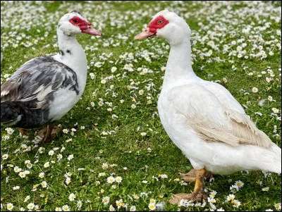 Vrai ou faux : les canards ont la faculté de dormir en surface, tout en restant à l'affût du danger.