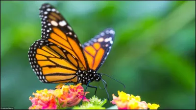 Quelle est la durée de vie moyenne d'un papillon dans la nature ?