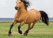 Quiz Quiz, les chevaux !