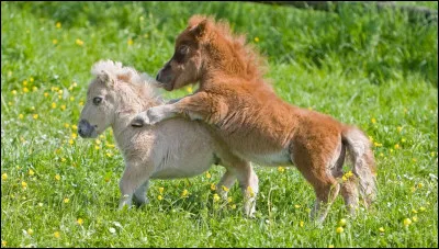 Quel est le cheval le plus petit ?