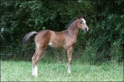 Quel est le féminin de "poulain" ?