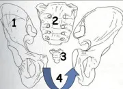 Quiz Rvisions CM2 : anatomie S1