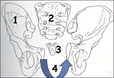 Quel est l'os n°3 ?