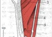 Quiz Rvisions au cycle 3 : anatomie S1