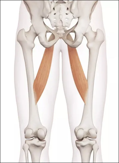 Quelle est la terminaison du long adducteur ?