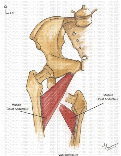 Quelle est l'origine du court adducteur ?