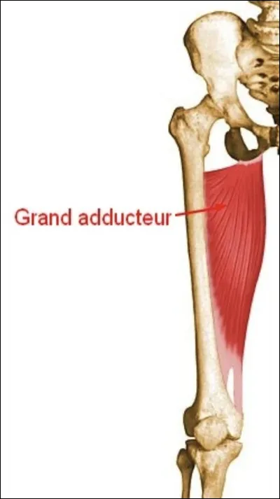 Quelle est l'origine du grand adducteur ?