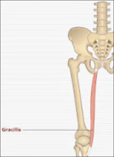 Quelle est l'origine du gracile ?