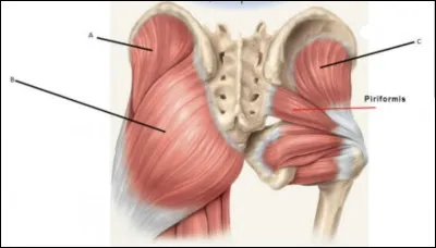 Quels sont les trois types de muscles glutéaux ?