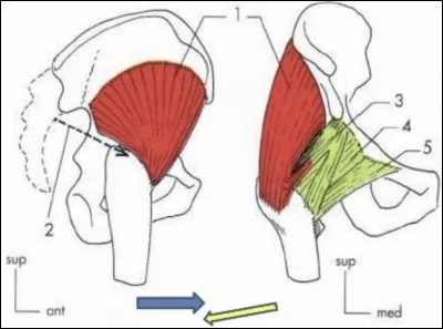 Quelle est l'action dynamique du petit glutéal ?