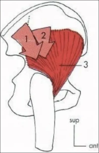 Quelle est l'action statique du moyen glutéal ?