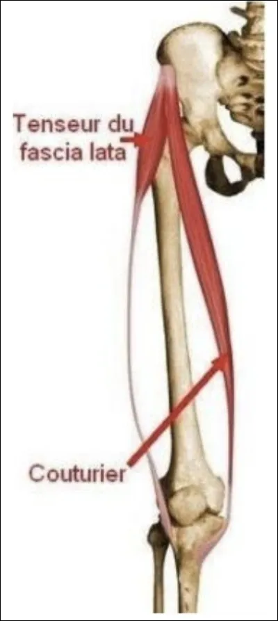 Quelle est l'action du TFL ?