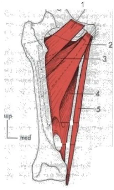 Quel est le muscle n°4 ?