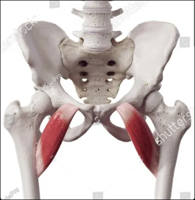 Quelle est l'origine du pectiné ?