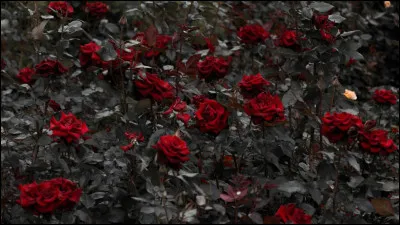 Que cache ton passé ?