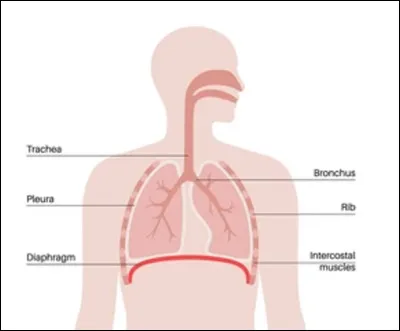 Quel est le nom de l'organe propre aux mammifères qui sépare le thorax de l'abdomen ?