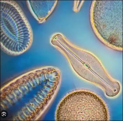 Quel est le nom de l'algue microscopique entourée d'une coque en silice ?