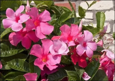 Quel est le nom de la plante vivace tropicale à floraison abondante ?