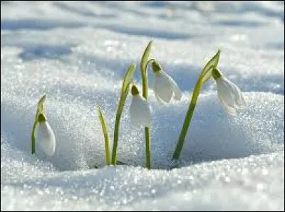 Quel est le nom de cette fleur de l'hiver ?