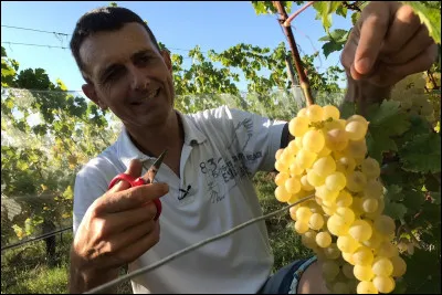 Autre incontournable en Valais : Le fendent. À partir de quel cépage est-il uniquement produit ?