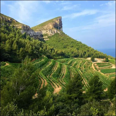 Proche de l'Italie le Tessin produit essentiellement du vin rouge (prés de 90%) Quel cépage est planté majoritairement ?