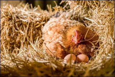Combien de temps dure lincubation dun uf de poule ?
