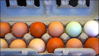 Quelle race de poule pond des ufs bleus ?