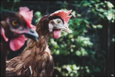 Combien de dents possède une poule ?