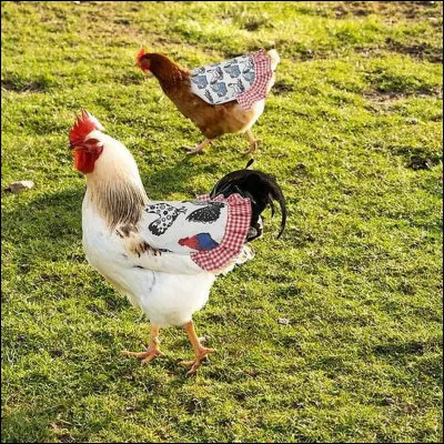 Pourquoi les poules prennent-elles des ''bains'' de poussière ?