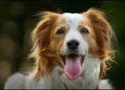 Quiz Test de rapidit - Quel est cet animal ?