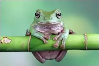 Quel est cet animal ?