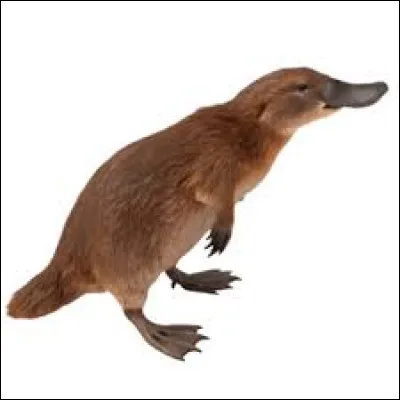 Quel est cet animal ?