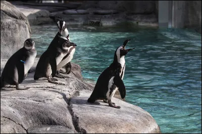 Quel est ton animal pr&eacute;f&eacute;r&eacute; ?