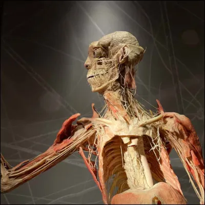 Quel est lorgane le plus grand du corps humain ?