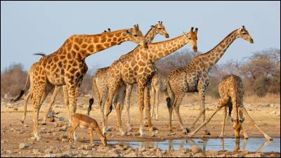 Quel est le plus grand mammifère du monde ?