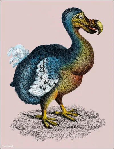 De quelle île le dodo, oiseau aujourd'hui disparu, était-il originaire ?