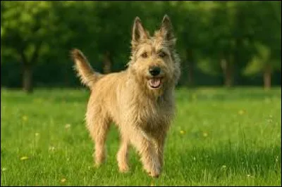 Qui était David quand il a battu Goliath ?