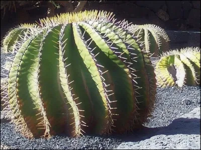 Péril créé une explosion en touchant un cactus flamme-de-dragon. Comment sen sortent-ils ?