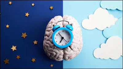 Chez l'être humain quelle est la part du temps moyen de la vie occupée par le sommeil ?