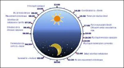 Comment appelle-ton le ryhtme veille-sommeil existant chez l'être humain et les animaux ?