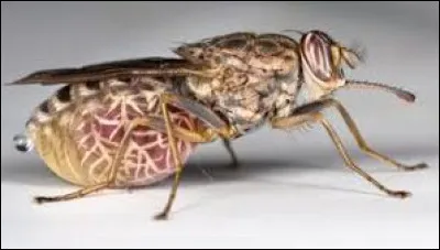 Quel insecte provoque la maladie du sommeil ?